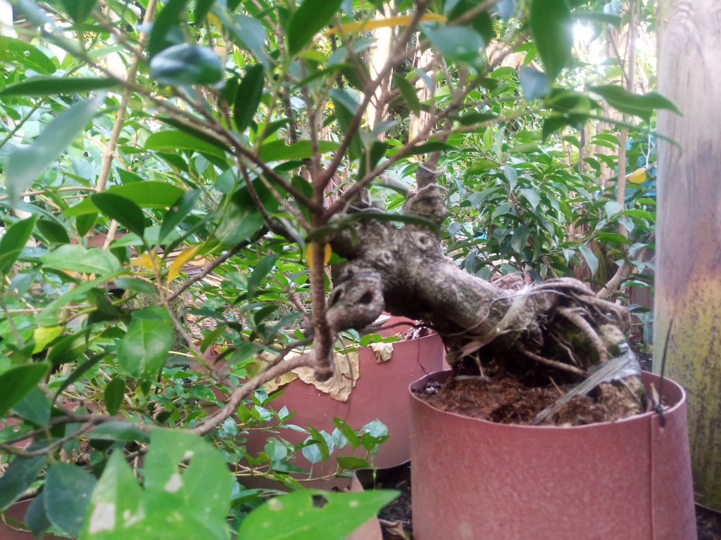 Bonsai