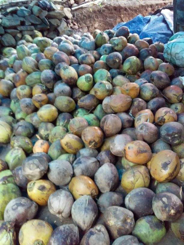 Kelapa Tua
