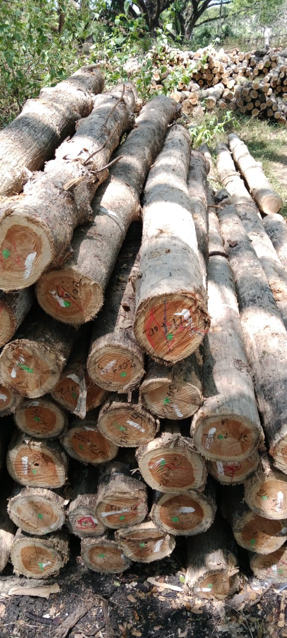 Tonabo Log